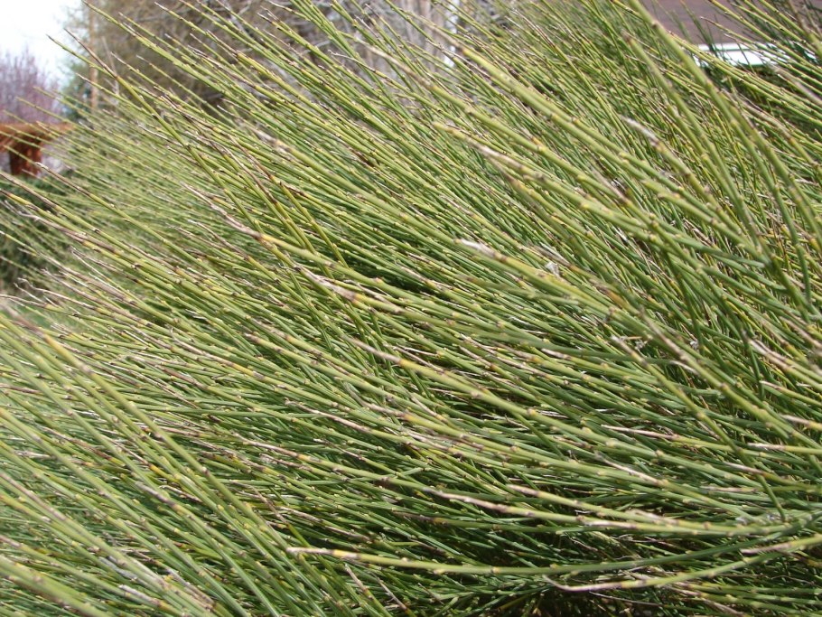 Эфедра хвойник