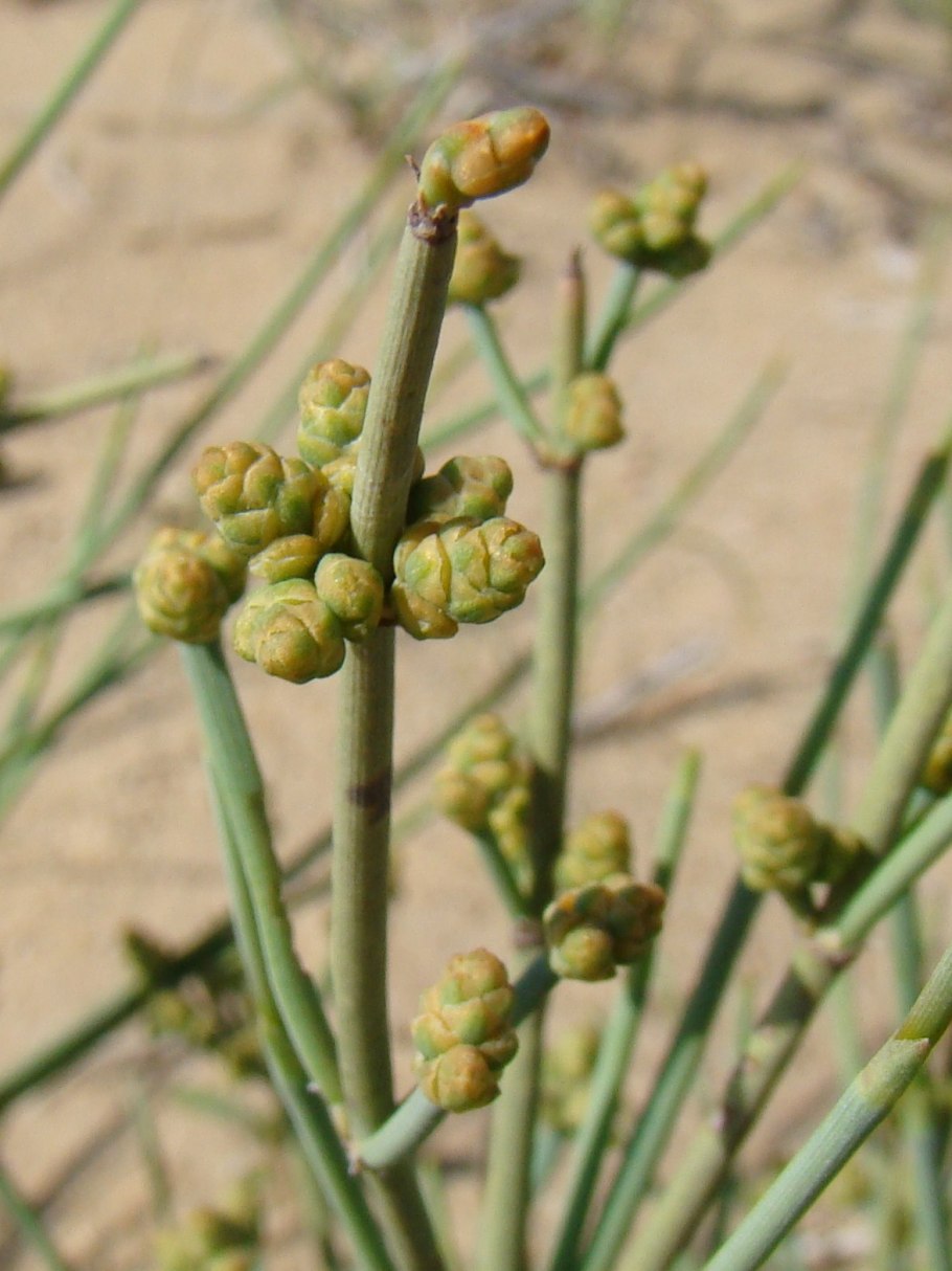 Хвойник Федченко