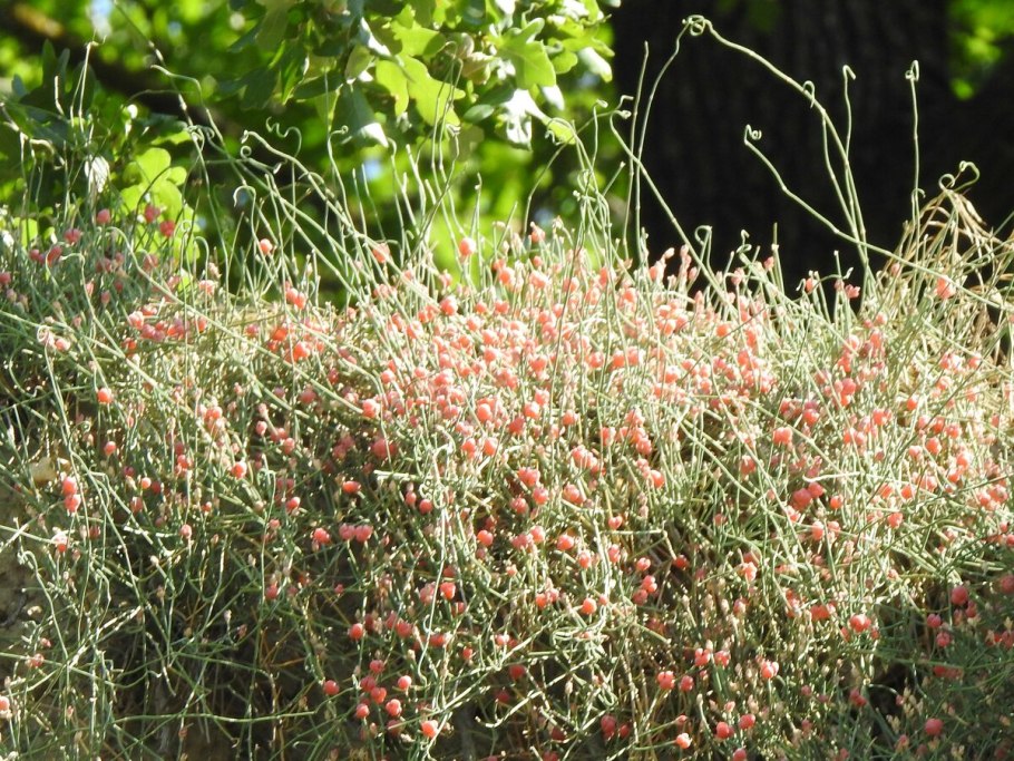 Эфедра хвойник