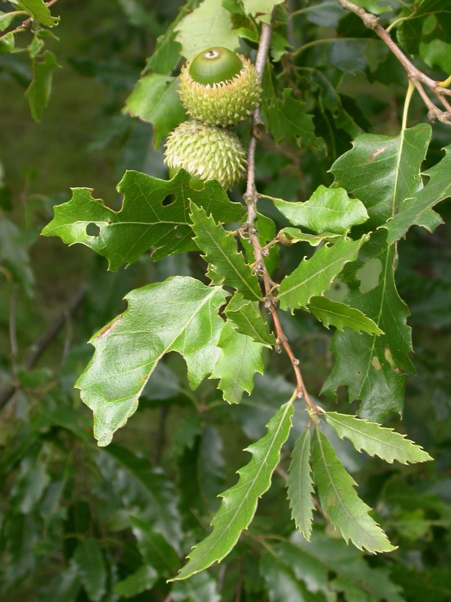 Quercus castaneifolia