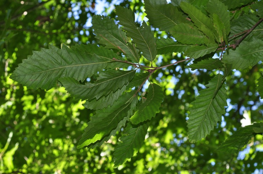 Quercus macrocarpa осенью