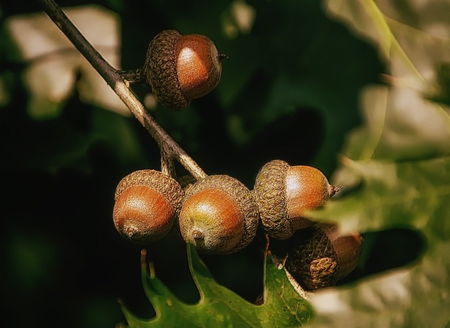 Дуб кермесовый