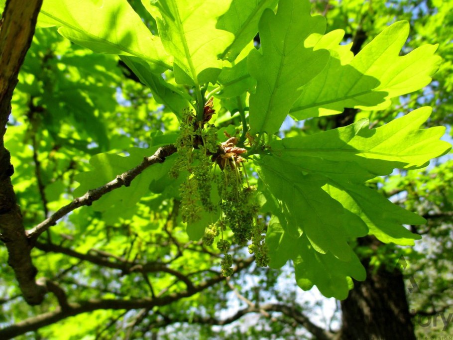 Дуб зубчатый Quercus dentata