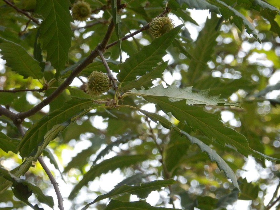 Плод дуба Желудь