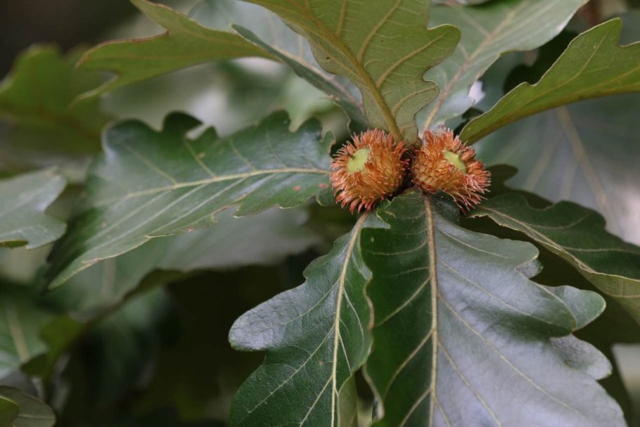 Желуди каштанолистного дуба