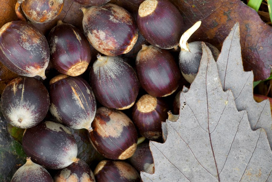 Дуба каштанолистного ( Quercus castaneifolia )