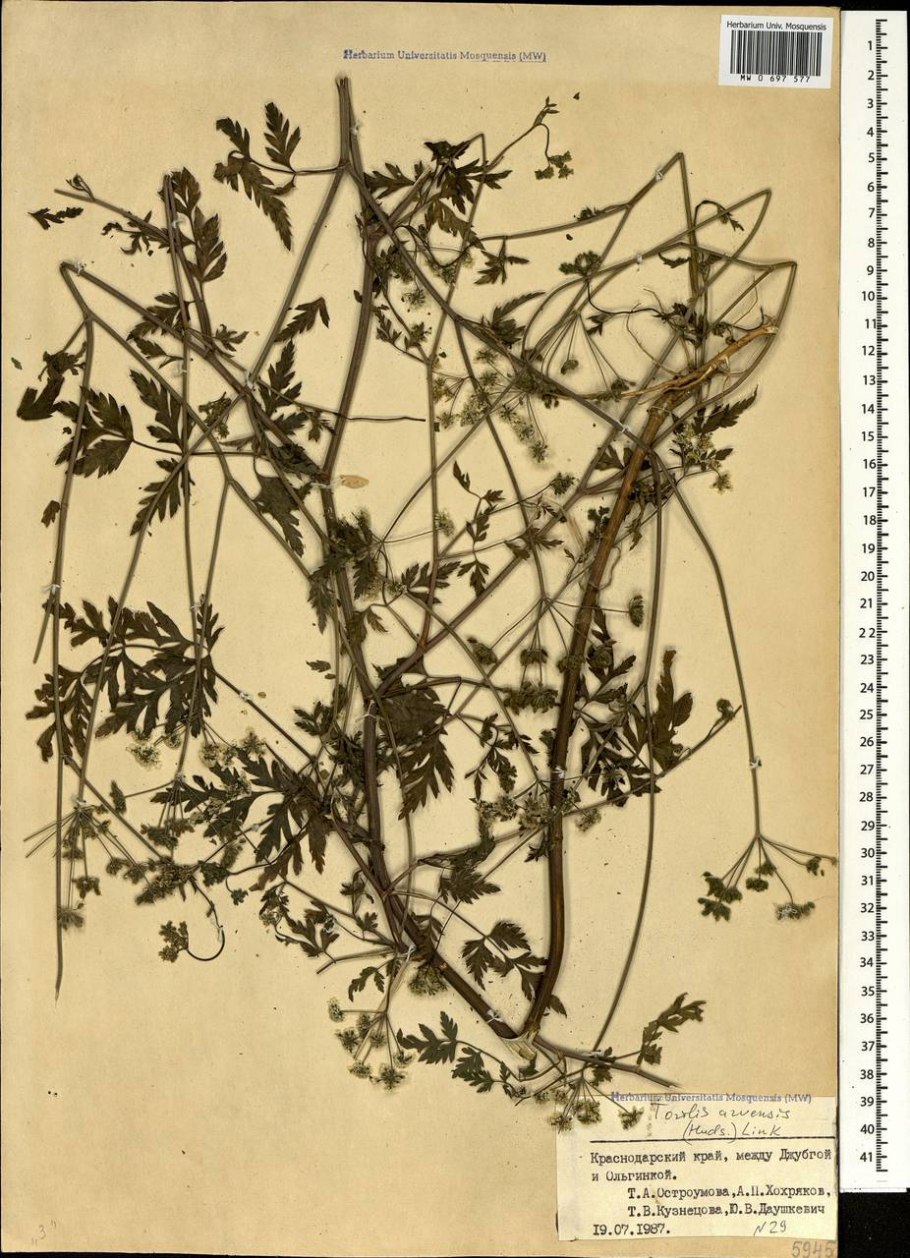 Торилис японский -Torilis japonica (Houtt.) DC.