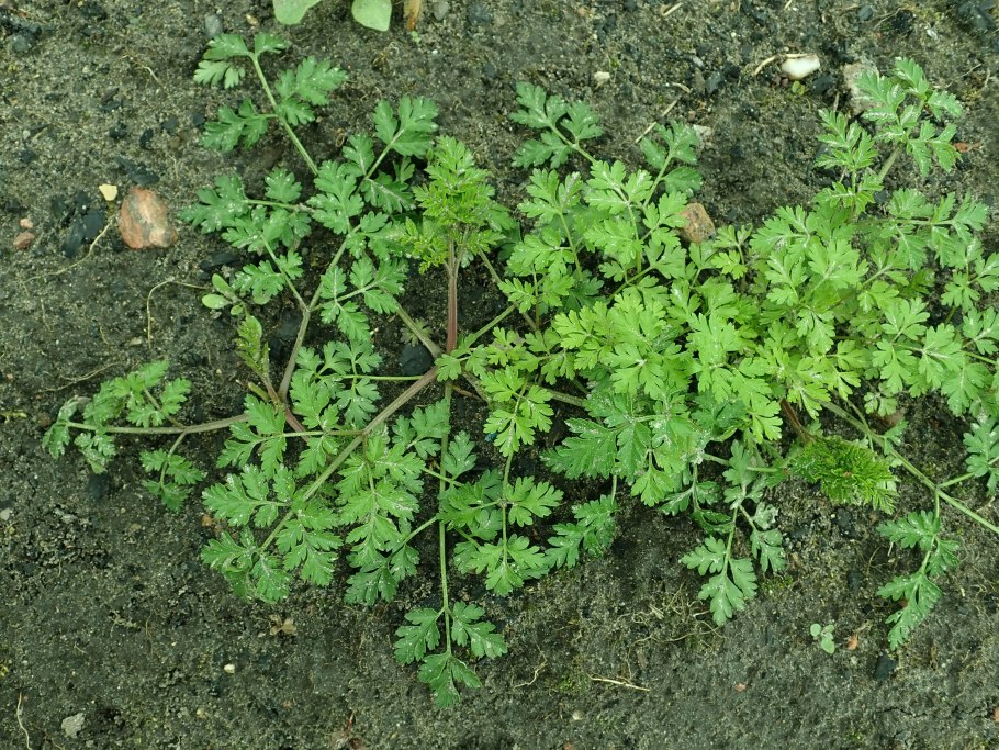 Торилис японский -Torilis japonica (Houtt.) DC.