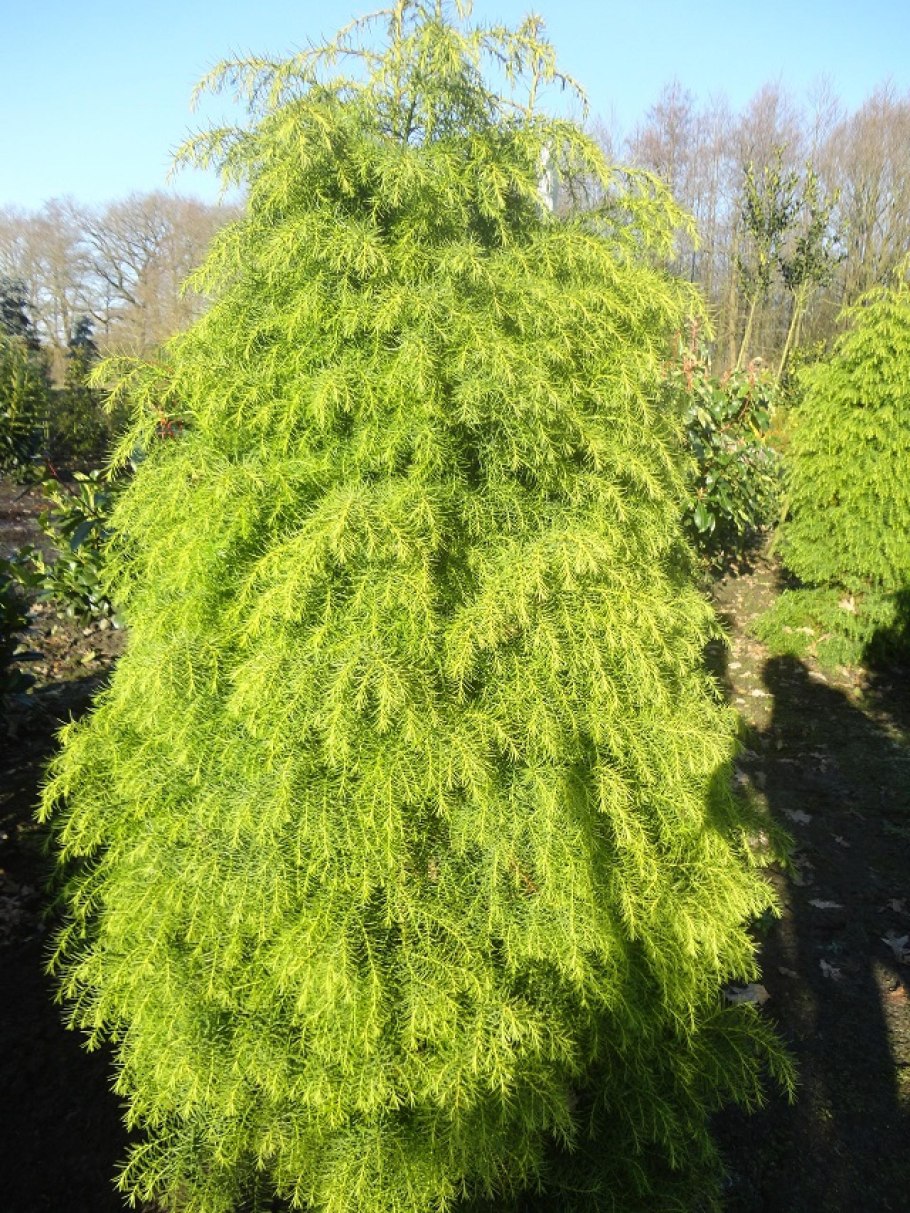 Торилис японский -Torilis japonica (Houtt.) DC.