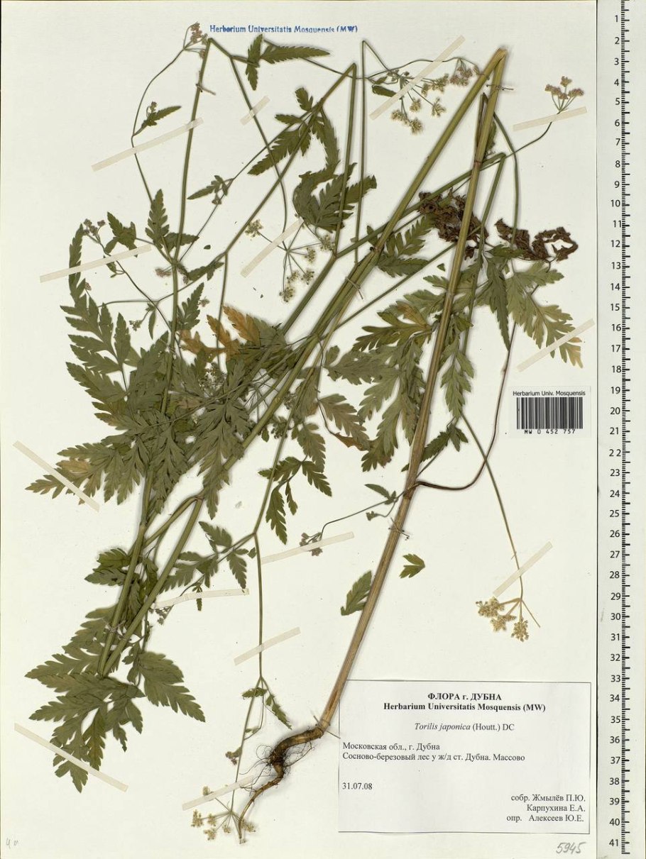Торилис японский гербарий