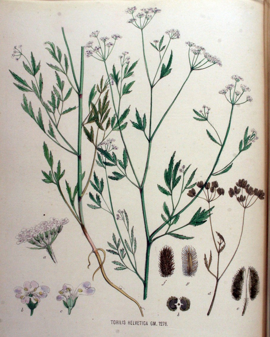 Торилис японский семена