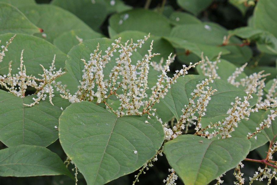 Цепкоплодник японский