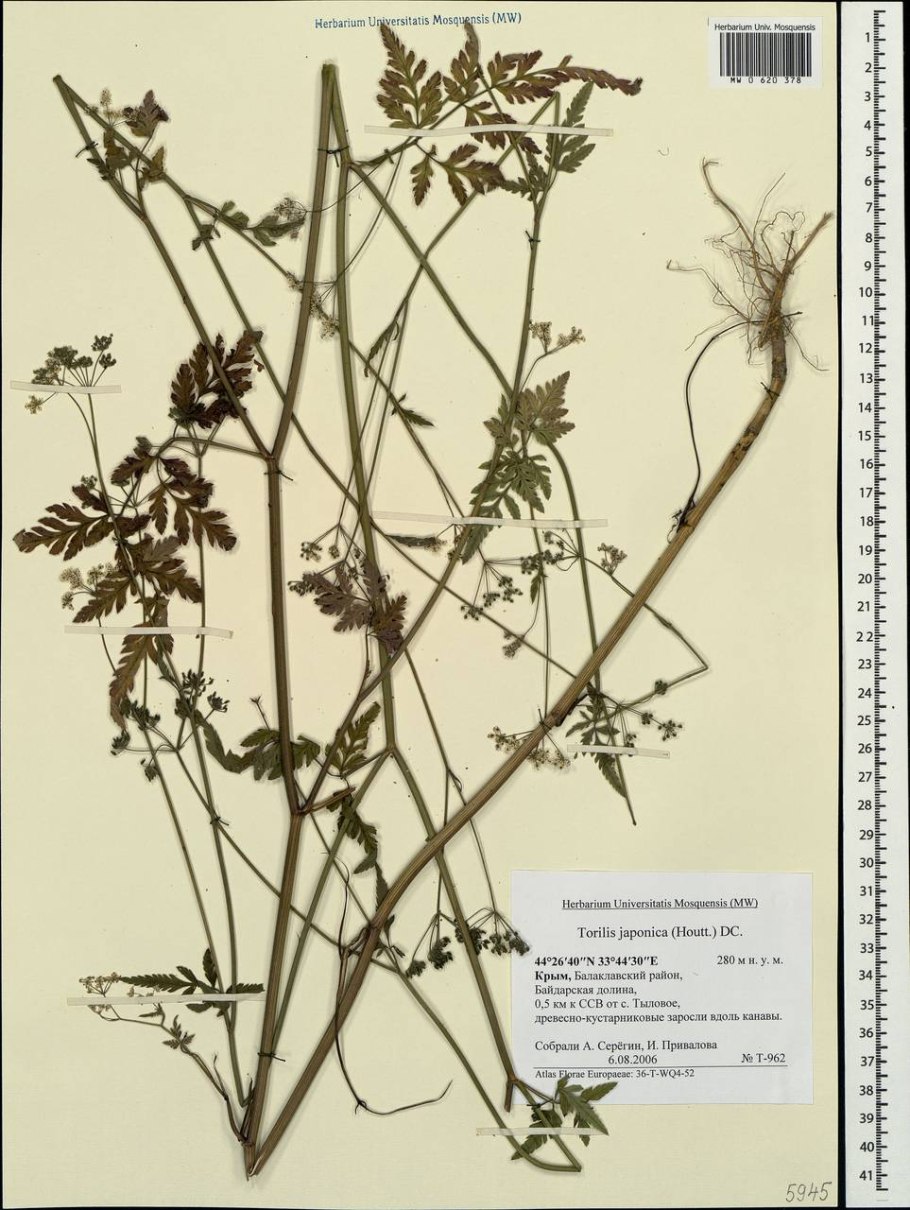 Eriobotrya Coppertone