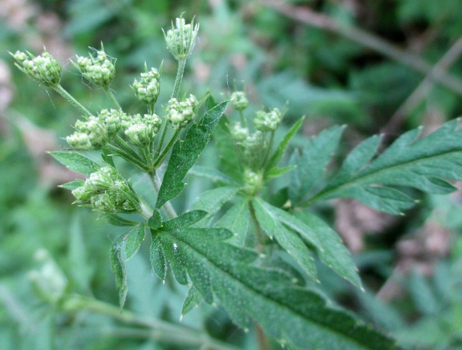 Торилис японский