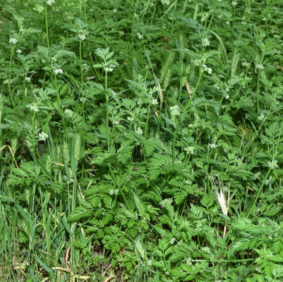 Торилис японский -Torilis japonica (Houtt.) DC.