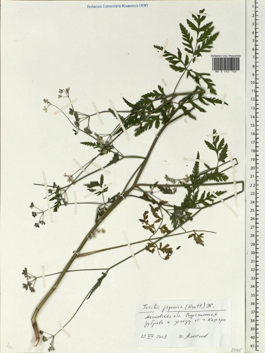 Torilis Anthriscus
