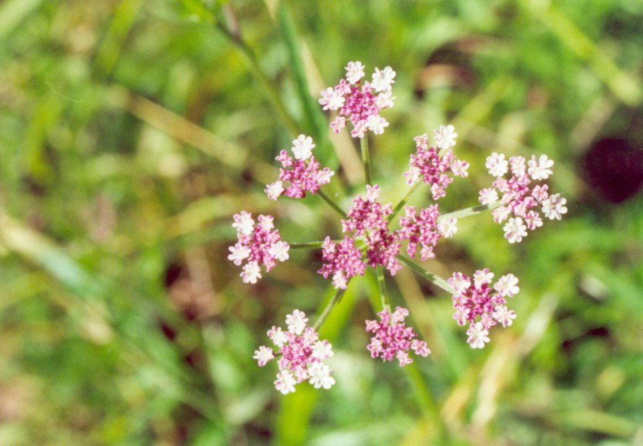 Цепкоплодник японский