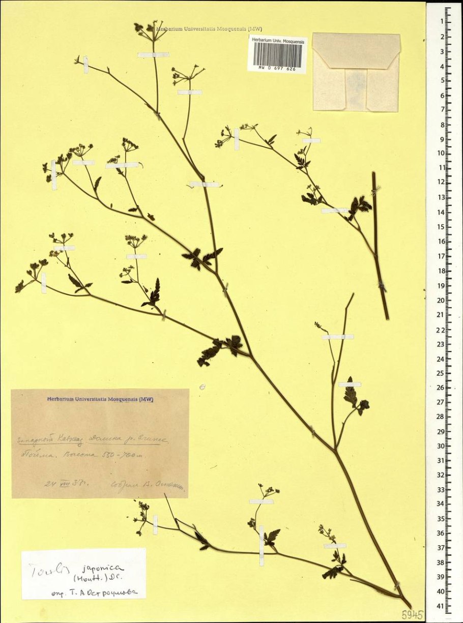 Торилис тонколистный (Torilis Leptophylla l.)