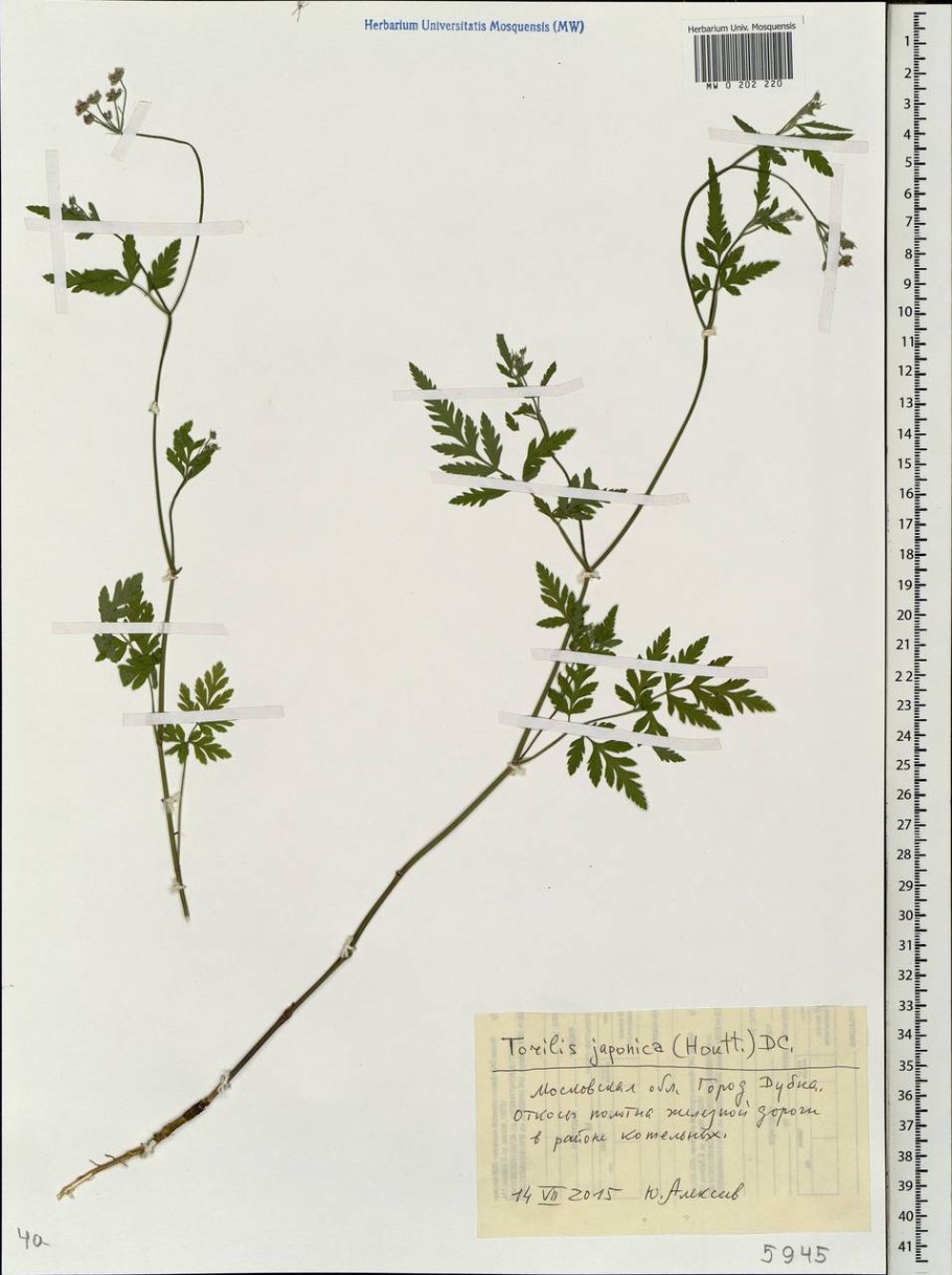 Торилис полевой Пупырник