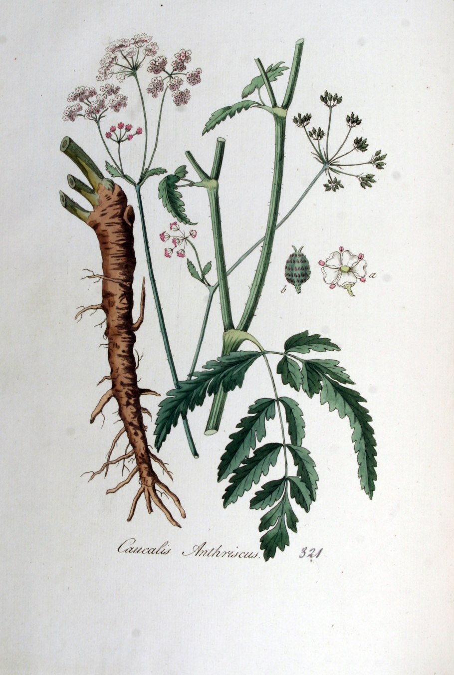 Торилис японский растение