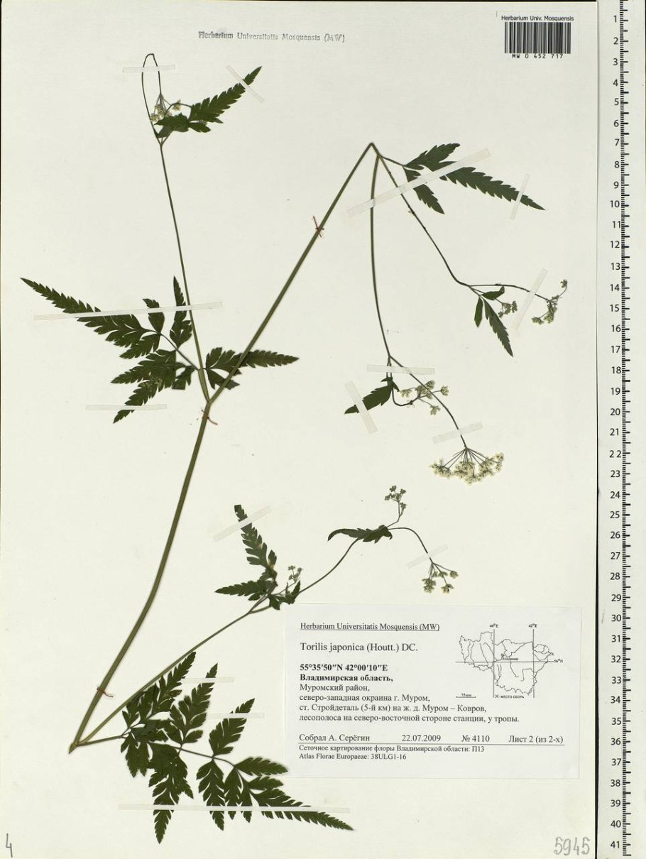 Цепкоплодник полевой