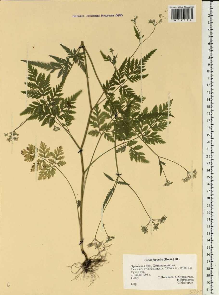 Торилис японский ГФ