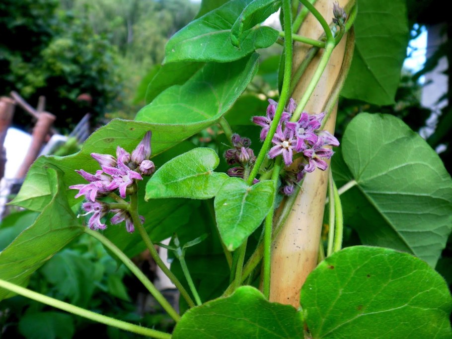 Лиана метаплексис