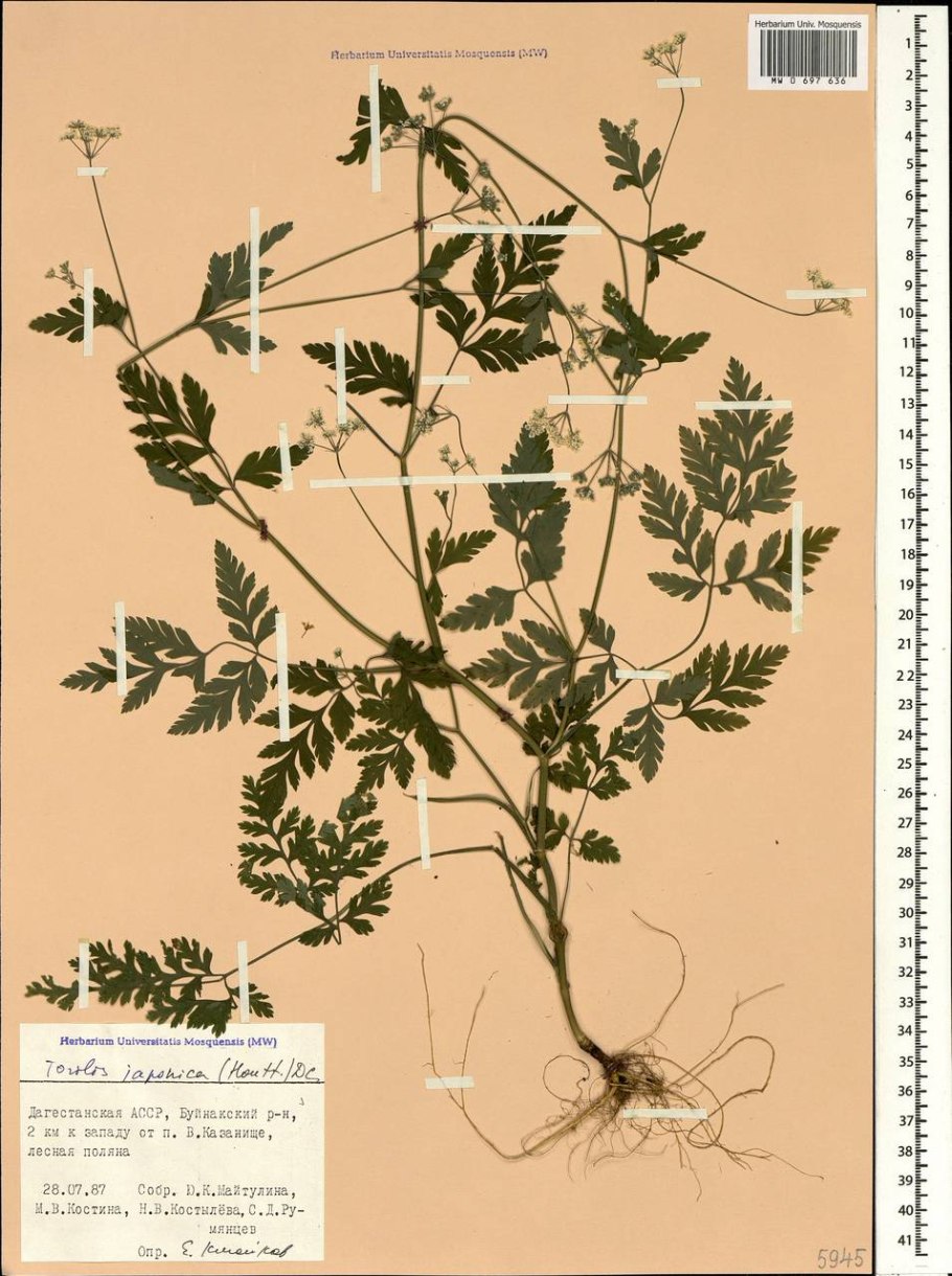 Torilis arvensis гербарий