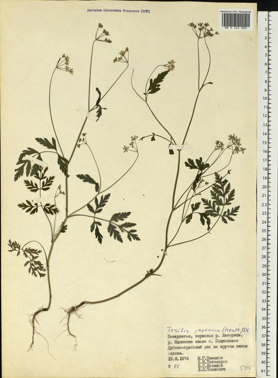 Торилис тонколистный