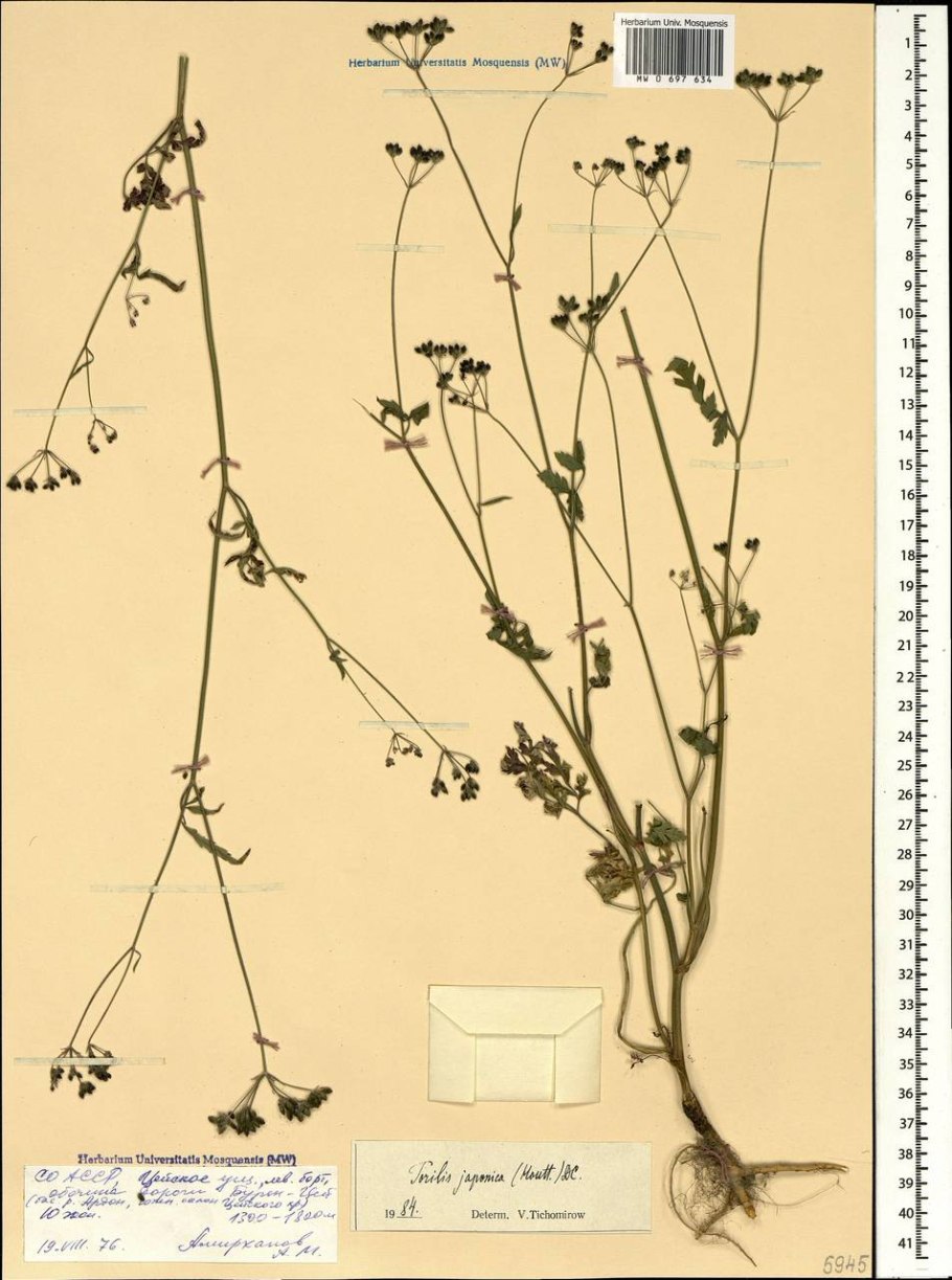 Торилис японская семенные коробки