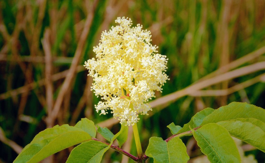 Торилис полевой