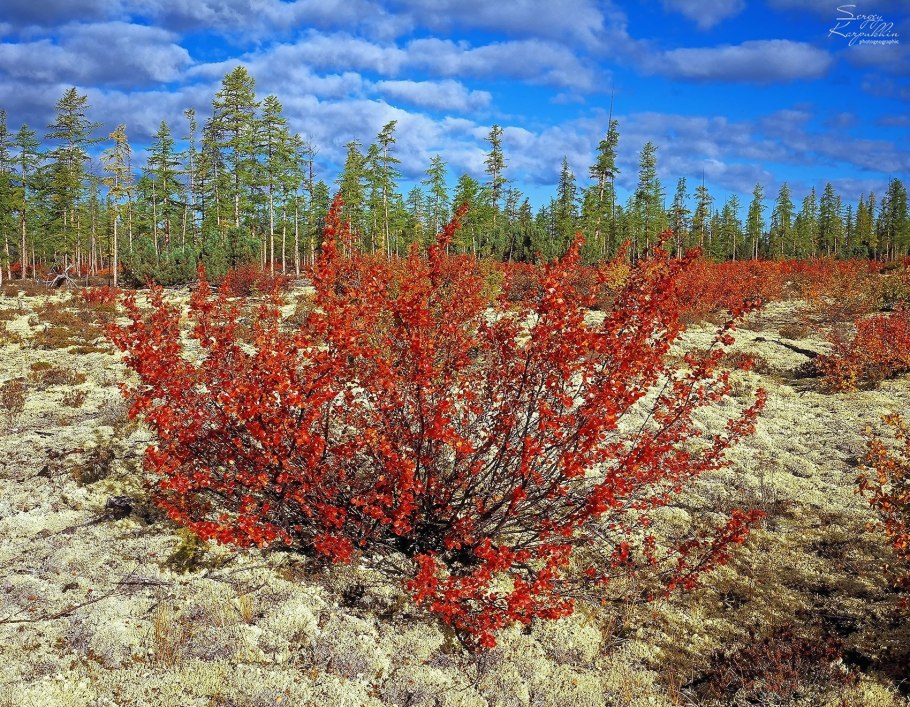 Береза повислая Юнги Betula pendula Youngii