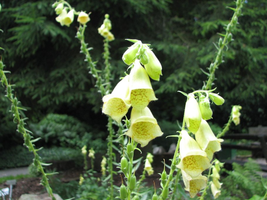 Наперстянка крупноцветковая – digitalis grandiflora Mill.