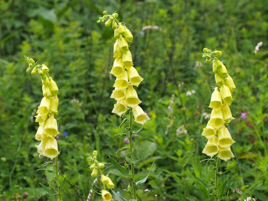 Digitalis grandiflora