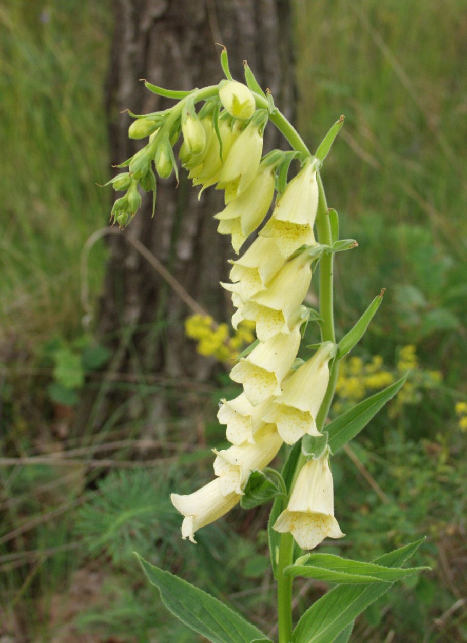 Наперстянка grandiflora