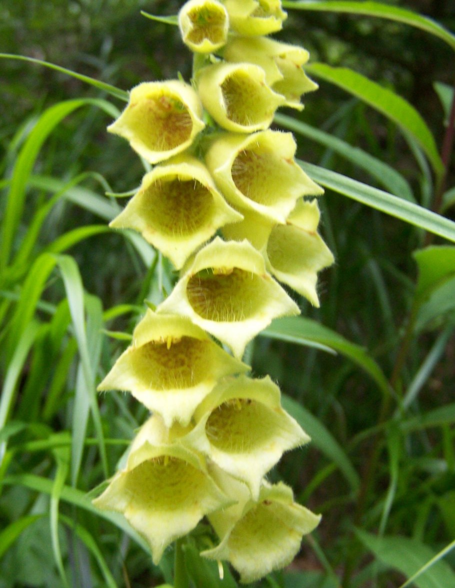 Наперстянка grandiflora