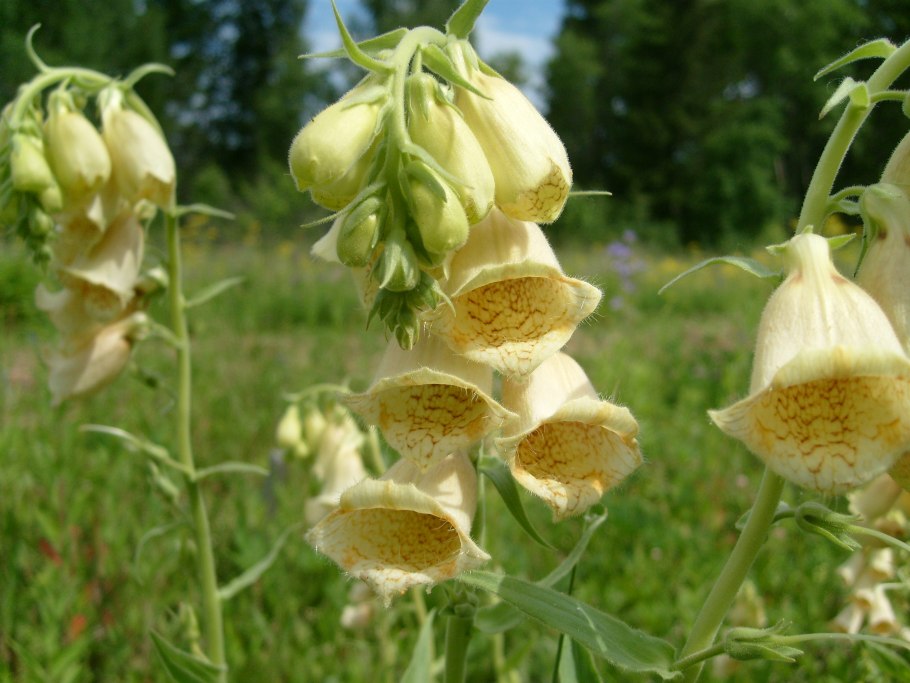 Наперстянка крупноцветковая – digitalis grandiflora Mill.