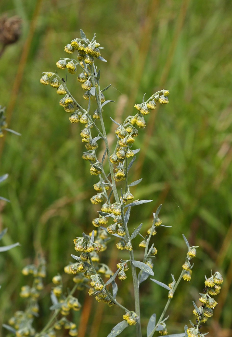 Полынь цитварная (Artemisia Cina)