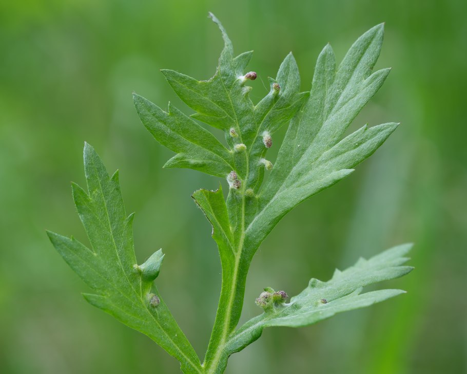 Полынь цитварная (Artemisia Cina)