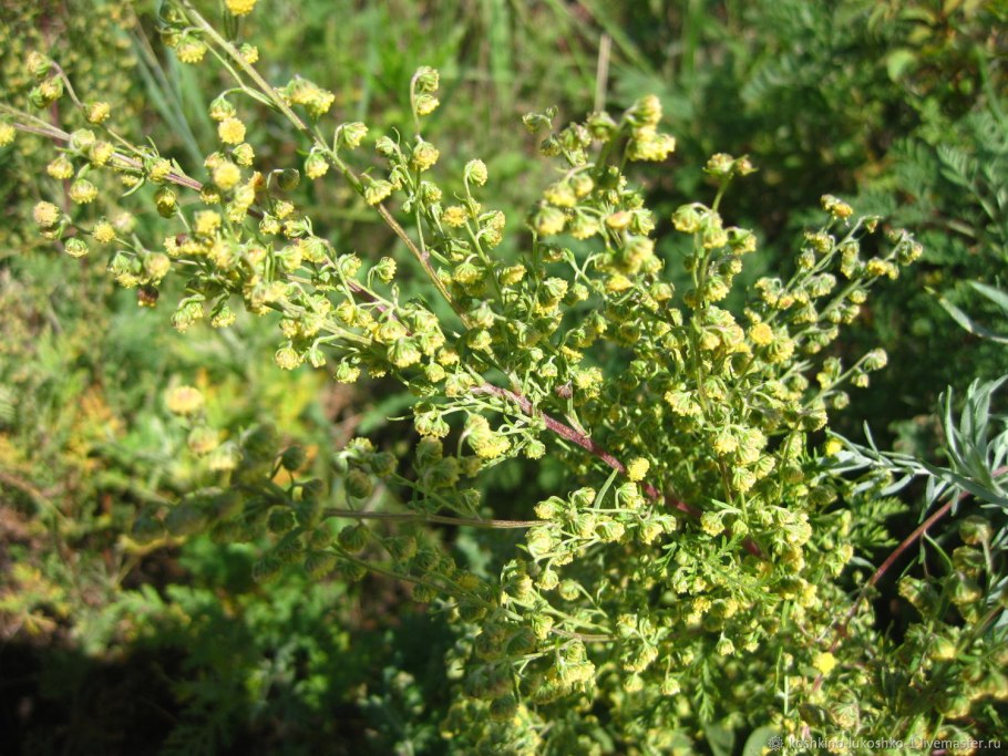 Artemisia Campestris l. Полынь