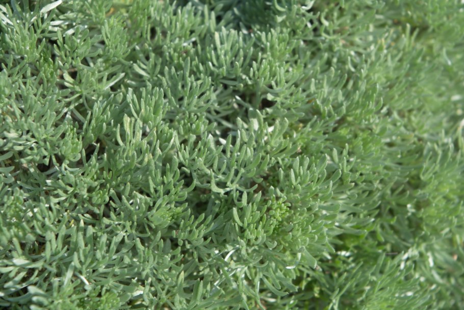 Полынь Крымская (Artemisia Taurica)