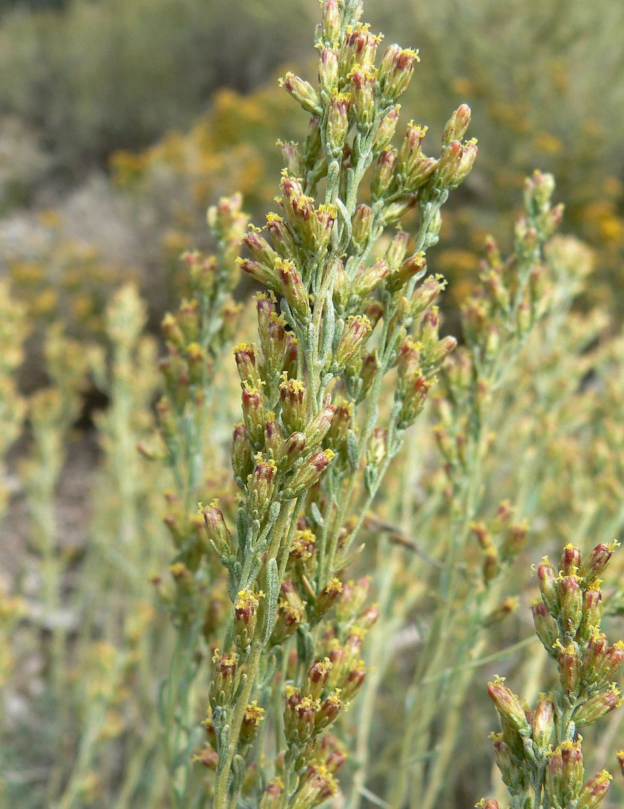Полынь Каспийская Artemisia caspica