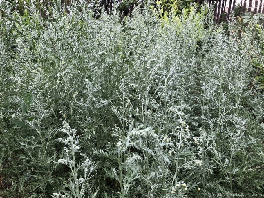 Полынь шелковистая Artemisia sericea