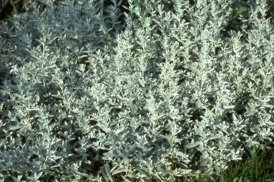 Полынь горькая (Artemisia absinthium)