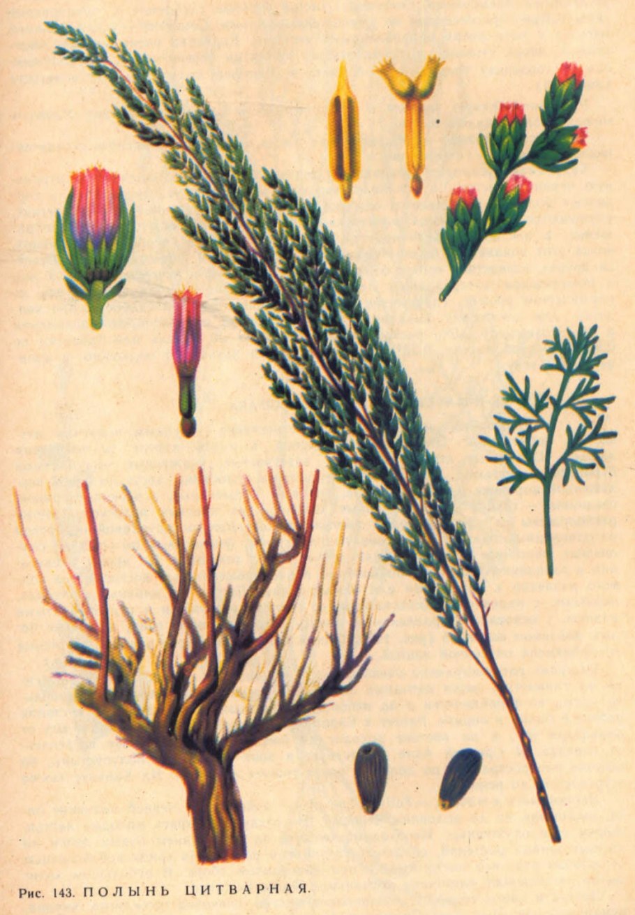 Artemisia arborescens