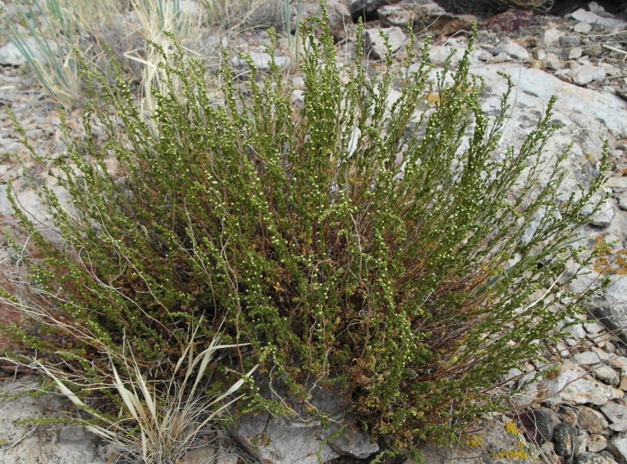 Полынь цитварная (Artemisia Cina)