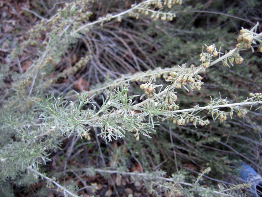 Полынь обыкновенная (Artemisia vulgaris)