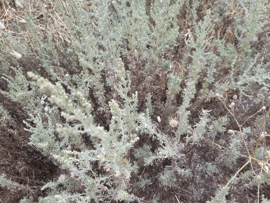 Полынь горькая (Artemisia absinthium)परव