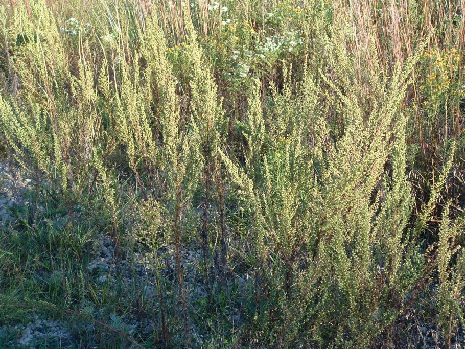 Полынь Каспийская Artemisia caspica