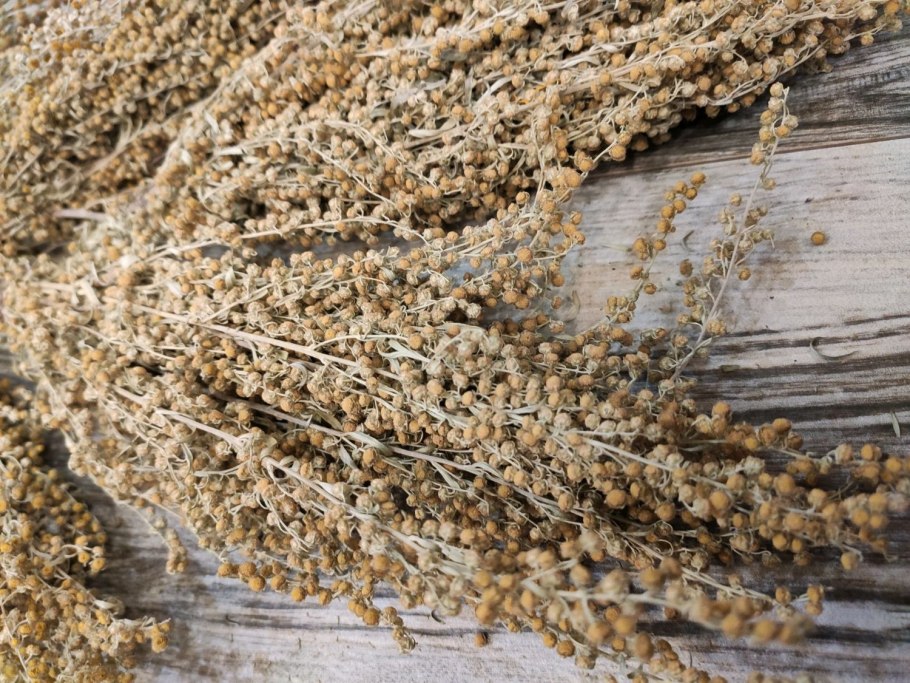 Полынь цитварная (Artemisia Cina)
